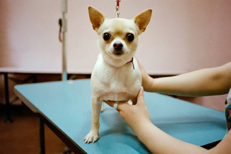 A small dog held steady on the grooming table