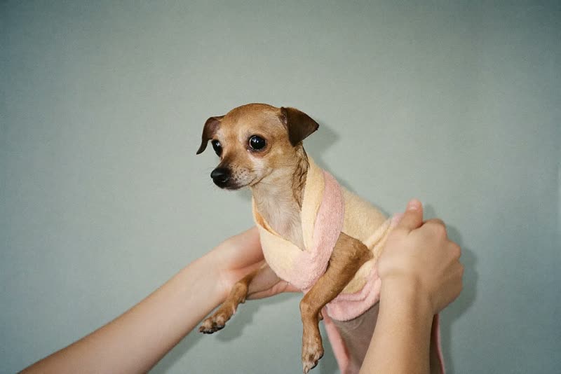 A wet dog wrapped in a towel after its bath