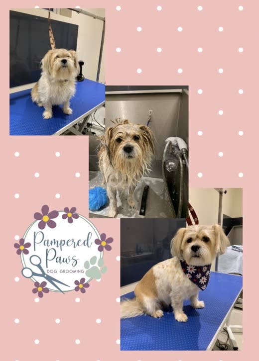 A small dog mid-bath on the grooming table at the salon