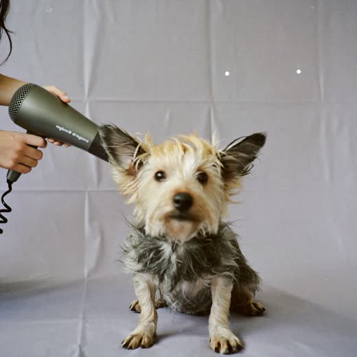 A small dog being blow-dried after its bath