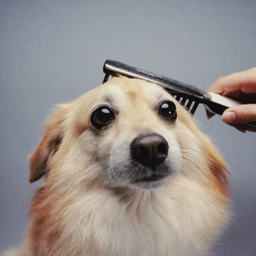 A small dog being brushed out
