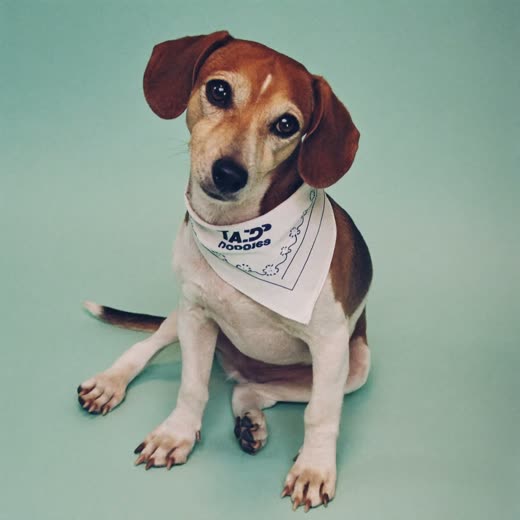 A freshly groomed small dog wearing a plain bandana